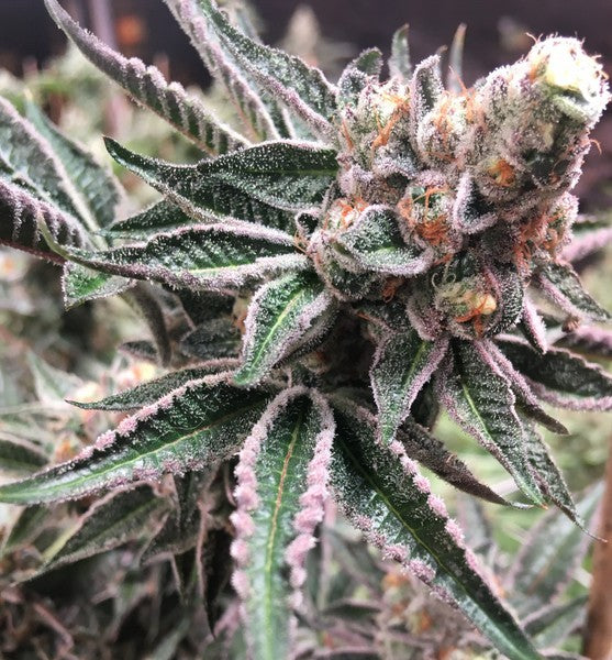 Do-Si-Dos Hybrid - Popcorn Buds Cannabis 3g | Dis-can Johannesburg - image 2