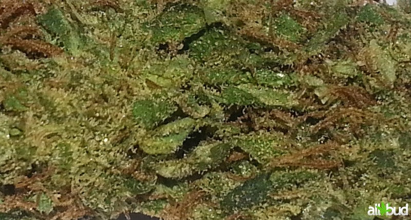 Durban Poison Sativa - Greenhouse Cannabis 5g | Johannesburg | Dis-can - image 1