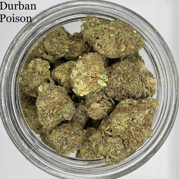 Durban Poison Sativa - Greenhouse Cannabis 5g | Johannesburg | Dis-can - image 15