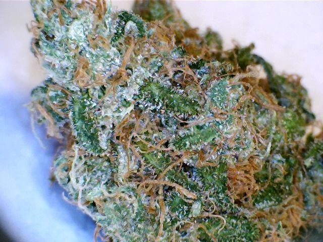 Durban Poison Sativa - Greenhouse Cannabis 5g | Johannesburg | Dis-can - image 26