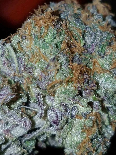 Durban Poison Sativa - Greenhouse Cannabis 5g | Johannesburg | Dis-can - image 33