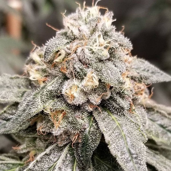 Galactic Runtz Hybrid - Indoor AAA Cannabis 20g | Dis-can Johannesburg - image 2