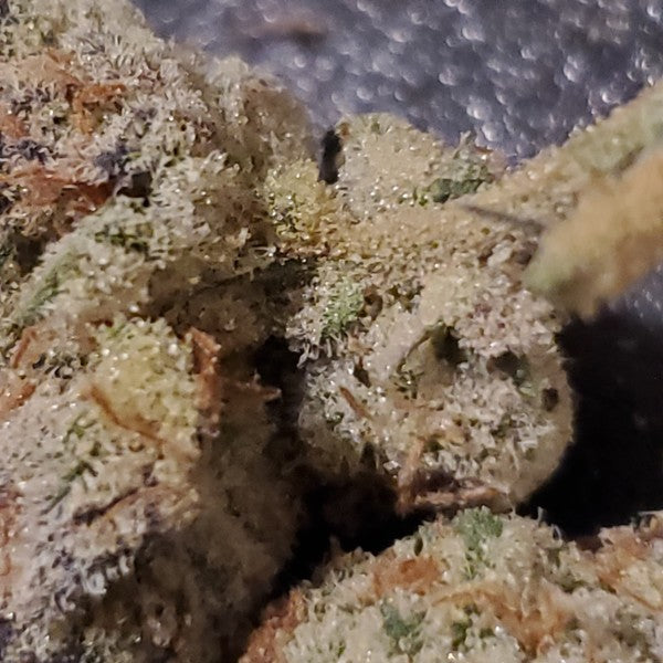 Glitter Bomb Hybrid - Indoor AAA Cannabis 10g | Dis-can Johannesburg