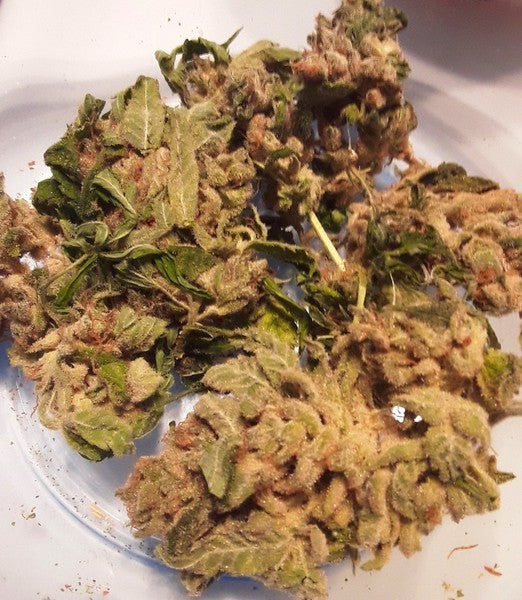 Gorilla Breath Hybrid - Tunnel Cannabis 3g | Dis-can Johannesburg - image 4