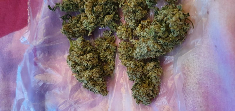 Gorilla Breath Hybrid - Tunnel Cannabis 3g | Dis-can Johannesburg - image 11