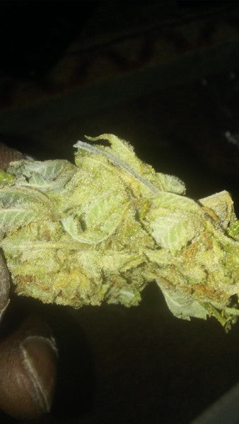 Green Goblin Hybrid - Greenhouse Cannabis 10g | Dis-can Johannesburg - image 5