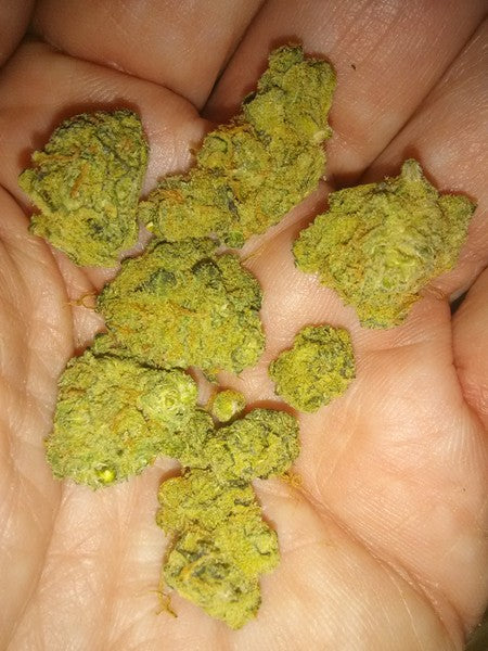 Gumbo Hybrid - Indoor AAA Cannabis 10g | Dis-can Johannesburg - image 5