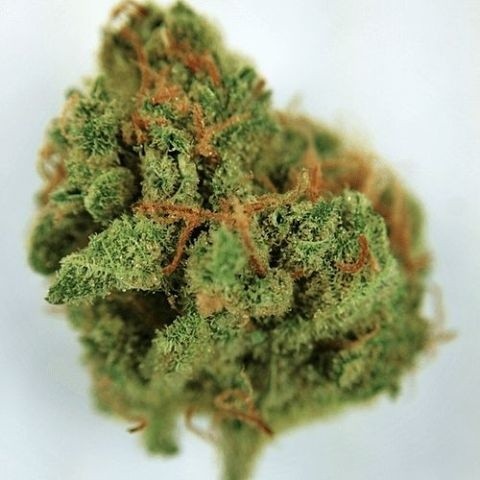 Gumbo Hybrid - Indoor AAA Cannabis 10g | Dis-can Johannesburg