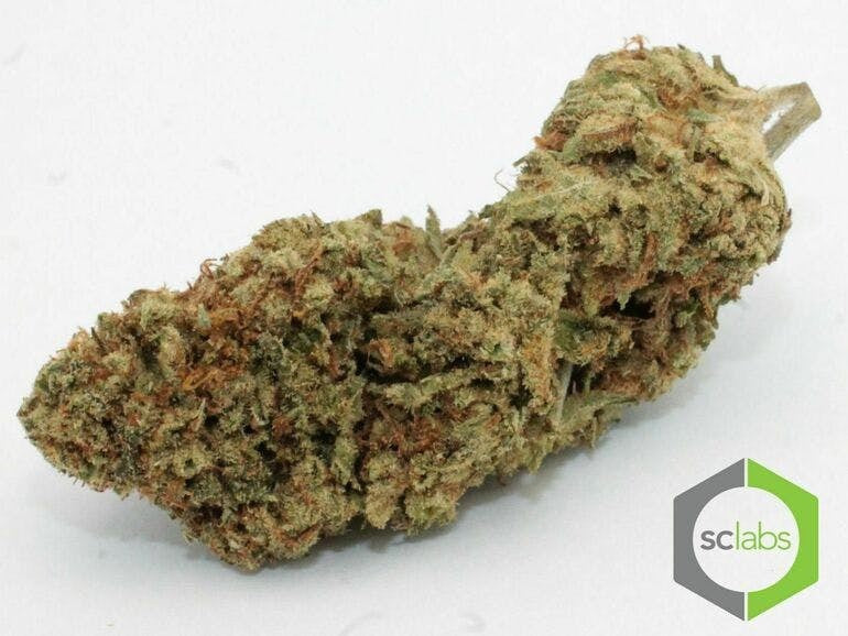 Ice Cream Cake Indica - Indoor AAA Cannabis 20g | Johannesburg | Dis-can - image 2
