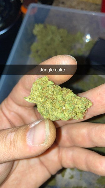 Jungle Cake Hybrid - Indoor AAA Cannabis 20g | Dis-can Johannesburg - image 2