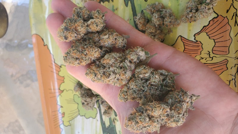 King Java Hybrid - Indoor Premium Cannabis 3g | Dis-can Johannesburg