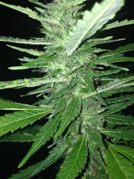 King Louis Indica - Indoor AAA Cannabis 5g | Johannesburg | Dis-can