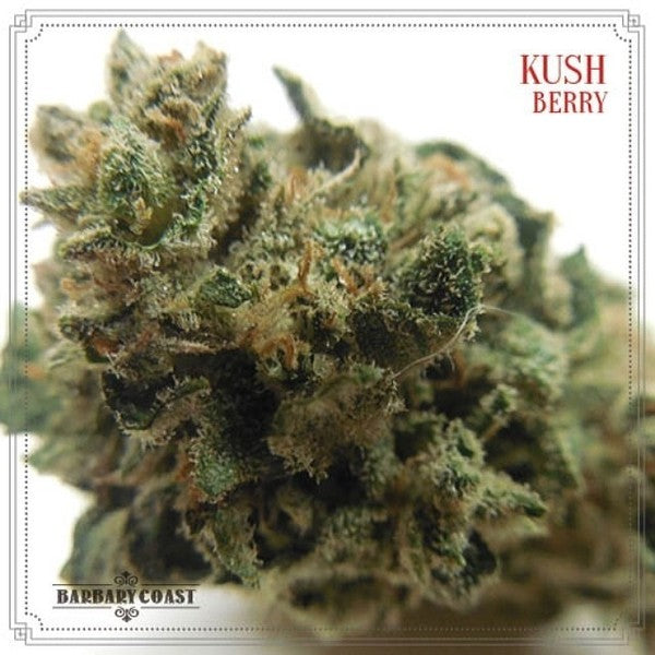 Kush Berry Hybrid - Tunnel Cannabis 1g | Dis-can Johannesburg - image 5