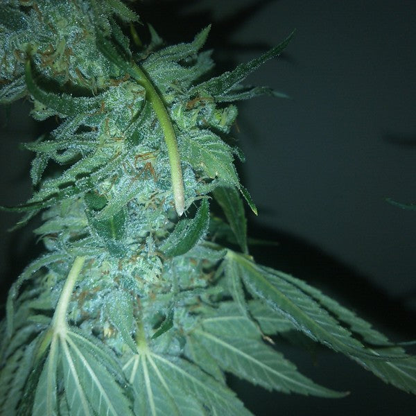 Kush Berry Hybrid - Tunnel Cannabis 1g | Dis-can Johannesburg
