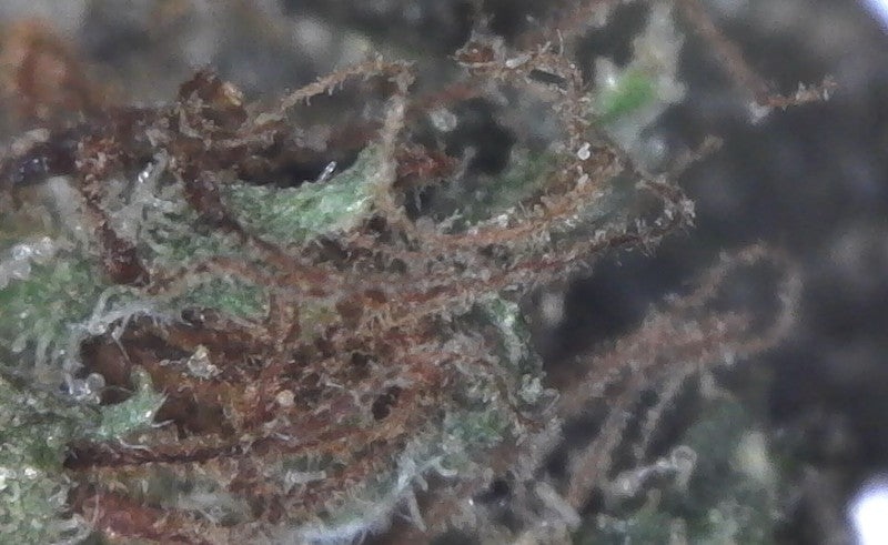 LA Confidential Indica - Popcorn Buds Cannabis 3g | Johannesburg | Dis-can - image 8