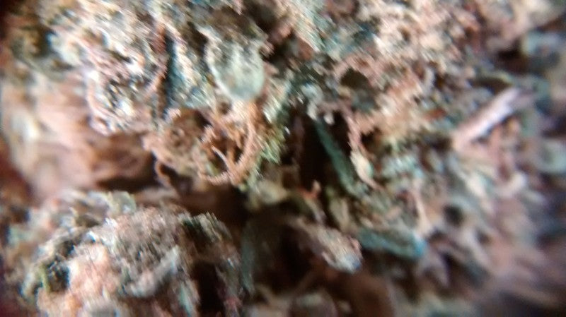 LA Confidential Indica - Popcorn Buds Cannabis 3g | Johannesburg | Dis-can - image 15