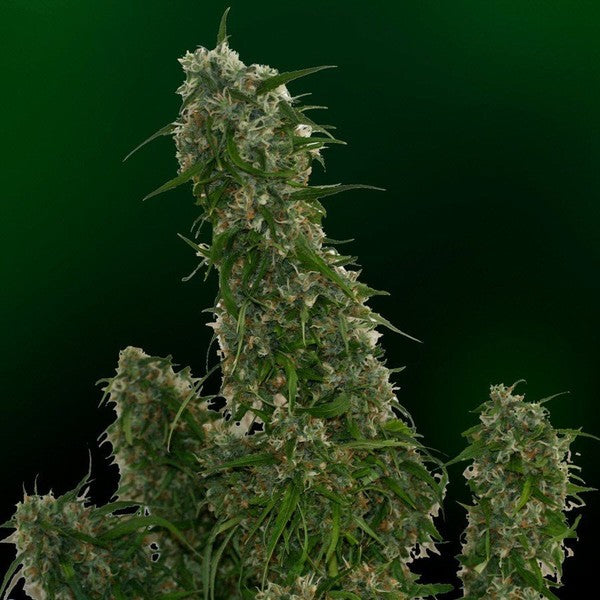 Manala OG Hybrid - Indoor AAA Cannabis 1g | Dis-can Johannesburg - image 2