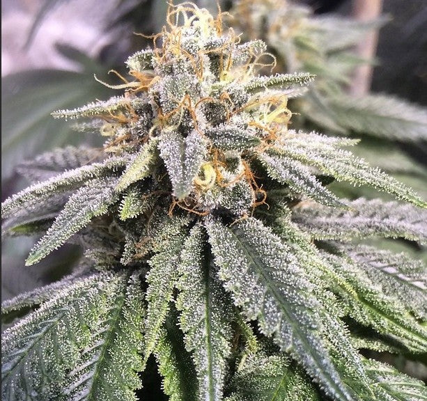 Miami Kush Hybrid - Indoor AAA Cannabis 20g | Dis-can Johannesburg - image 1