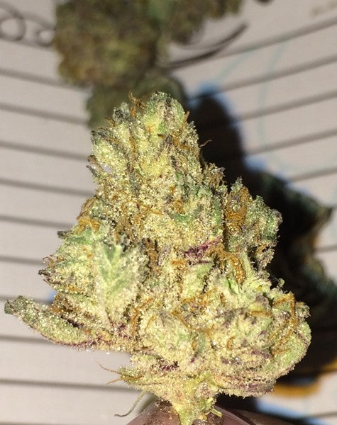 Miami Kush Hybrid - Indoor AAA Cannabis 20g | Dis-can Johannesburg - image 4