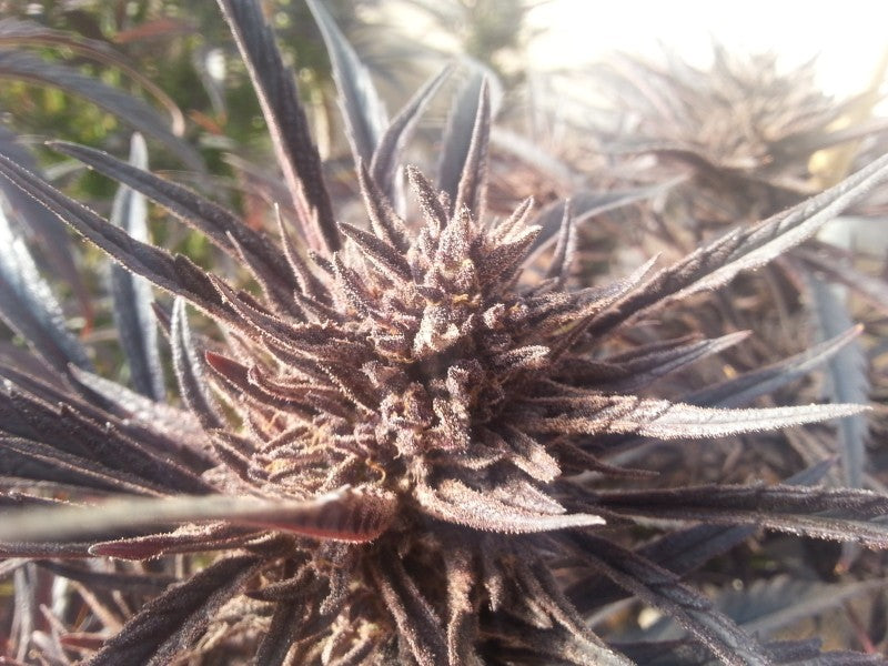 Miami Kush Hybrid - Indoor AAA Cannabis 20g | Dis-can Johannesburg - image 7