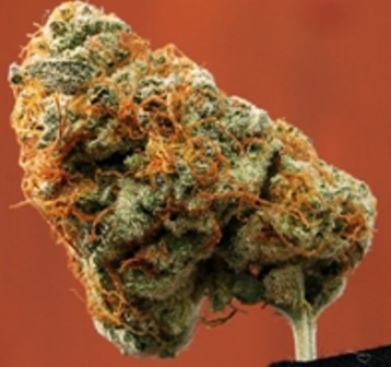 Michigan Hybrid - Tunnel Cannabis 1g | Dis-can Johannesburg - image 1