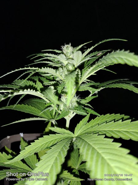 Milk Cookies Hybrid - Indoor AAA Cannabis 1g | Dis-can Johannesburg - image 4