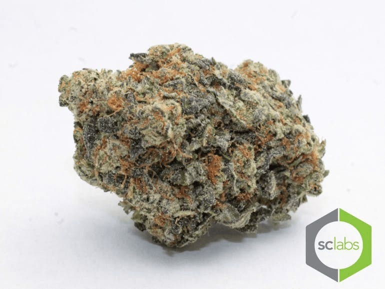 Mimosa Hybrid - Popcorn Buds Cannabis 1g | Dis-can Johannesburg - image 1