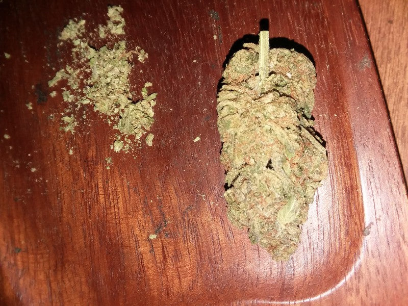 Mimosa Hybrid - Popcorn Buds Cannabis 1g | Dis-can Johannesburg - image 4