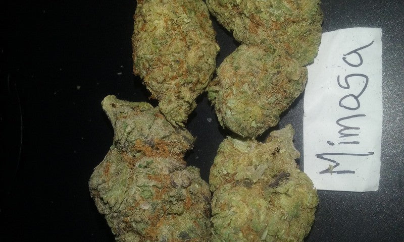 Mimosa Hybrid - Popcorn Buds Cannabis 1g | Dis-can Johannesburg - image 6