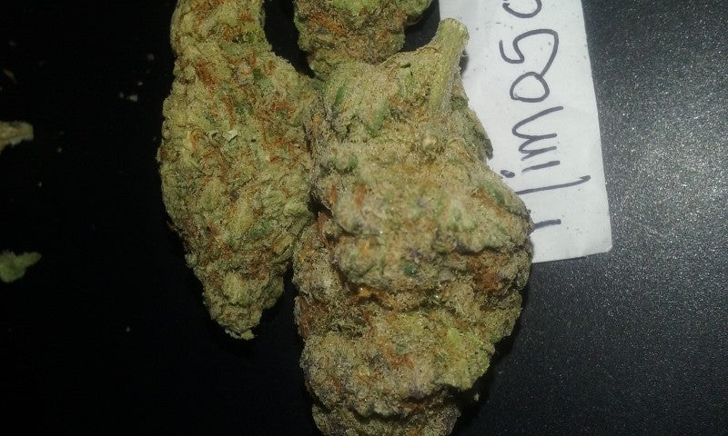 Mimosa Hybrid - Popcorn Buds Cannabis 1g | Dis-can Johannesburg - image 7