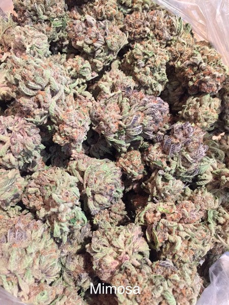Mimosa Hybrid - Popcorn Buds Cannabis 1g | Dis-can Johannesburg - image 9