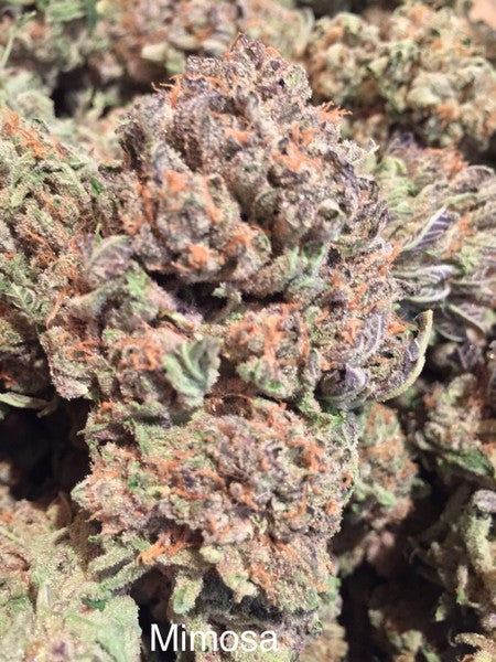 Mimosa Hybrid - Popcorn Buds Cannabis 1g | Dis-can Johannesburg - image 11