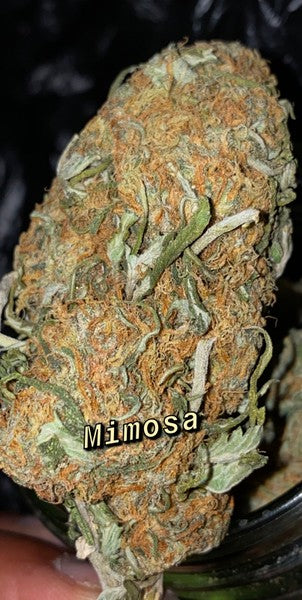 Mimosa Hybrid - Popcorn Buds Cannabis 1g | Dis-can Johannesburg - image 13
