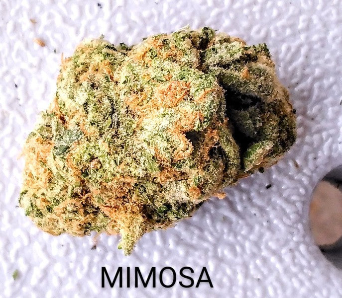 Mimosa Hybrid - Popcorn Buds Cannabis 1g | Dis-can Johannesburg - image 14