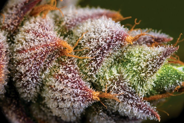 Mimosa Hybrid - Popcorn Buds Cannabis 1g | Dis-can Johannesburg - image 22
