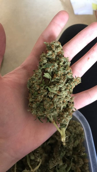 New York City Diesel Hybrid - Indoor AAA Cannabis 20g | Dis-can Johannesburg