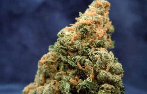 OG Cheese Hybrid - Tunnel Cannabis 3g | Dis-can Johannesburg - image 2
