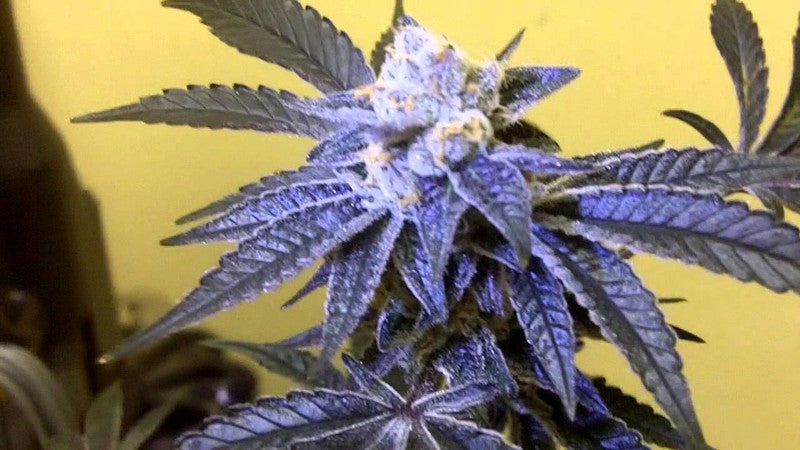 Orange Cookies Hybrid - Popcorn Buds Cannabis 3g | Dis-can Johannesburg - image 5
