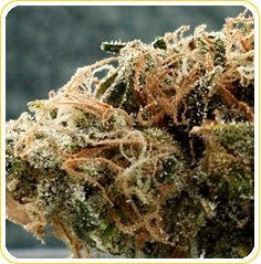 Outdoor Organic Hybrid - Outdoor Organic Cannabis 10g | Dis-can Johannesburg - image 1