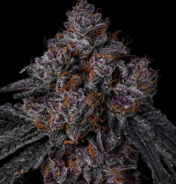 Permanent Marker Hybrid - Indoor AAA Cannabis 20g | Dis-can Johannesburg - image 7