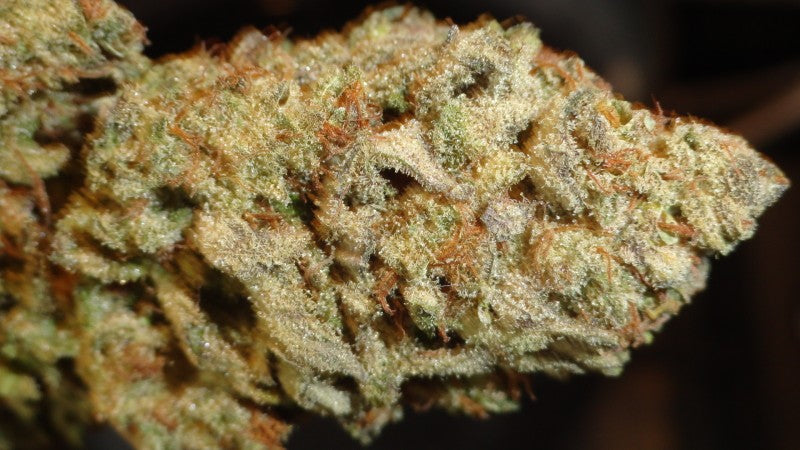 Pine Kush Breath Hybrid - Tunnel Cannabis 3g | Dis-can Johannesburg