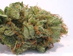 Pine Xpress Hybrid - Greenhouse Cannabis 5g | Dis-can Johannesburg - image 18