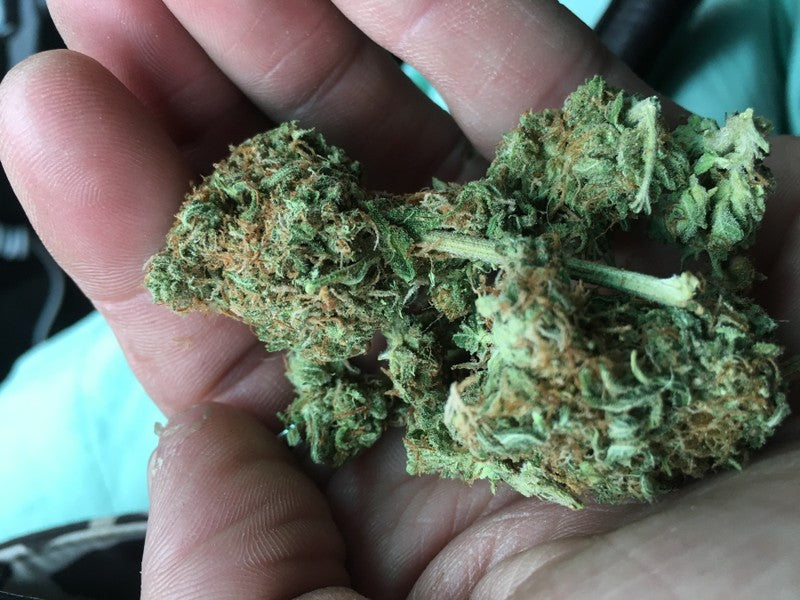 Pine Xpress Hybrid - Greenhouse Cannabis 5g | Dis-can Johannesburg - image 21
