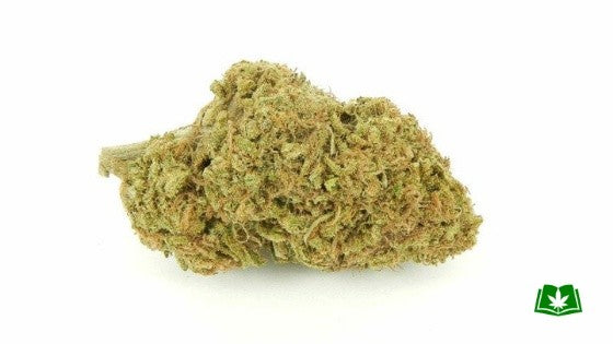 Pine Xpress Hybrid - Greenhouse Cannabis 5g | Dis-can Johannesburg - image 23