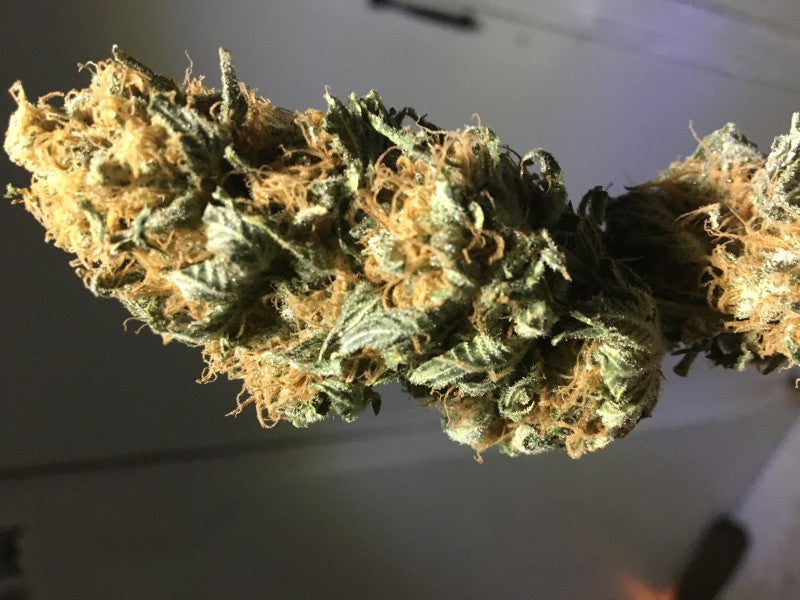 Pine Xpress Hybrid - Greenhouse Cannabis 5g | Dis-can Johannesburg - image 37