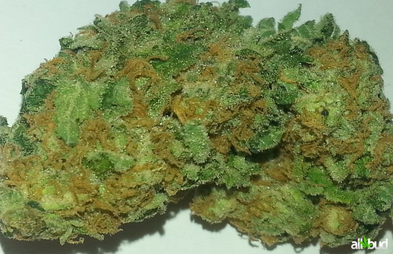 Pine Xpress Hybrid - Greenhouse Cannabis 5g | Dis-can Johannesburg - image 38