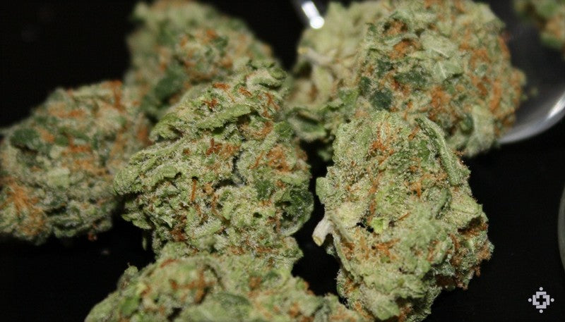 Pine Xpress Hybrid - Greenhouse Cannabis 5g | Dis-can Johannesburg - image 42