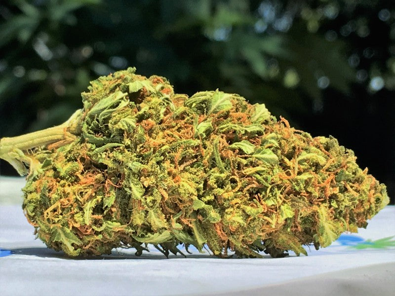 Pine Xpress Hybrid - Greenhouse Cannabis 5g | Dis-can Johannesburg - image 43