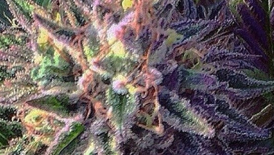 Popcorn Kush Hybrid - Popcorn Buds Cannabis 3g | Dis-can Johannesburg - image 1