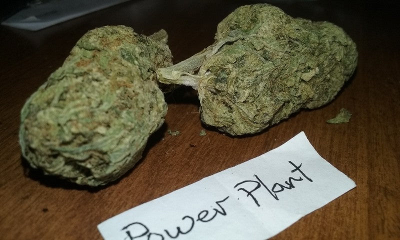 Power Plant Sativa - Indoor AAA Cannabis 1g | Johannesburg | Dis-can - image 4